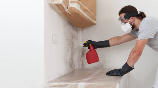 Professional Mold Removal technician working in Honor, MI