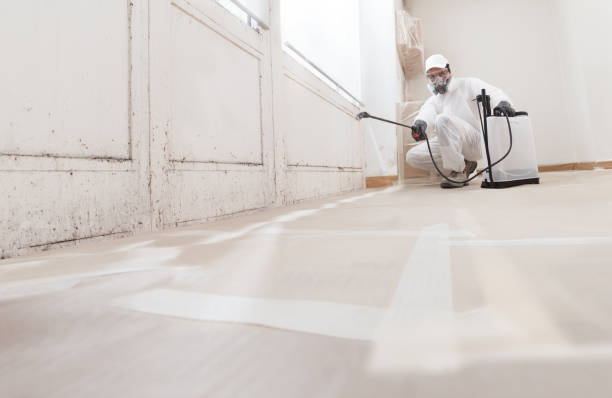 24/7 Emergency Mold Removal experts in Honor, MI