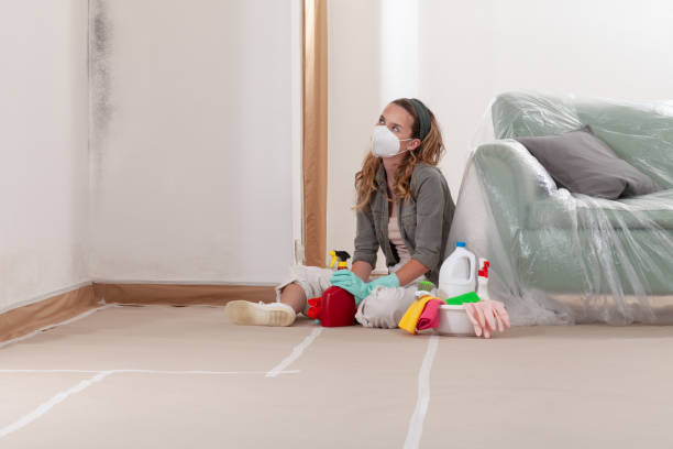 Reliable Mold Cleanup contractor in Honor, MI by Cheap Mold Removal