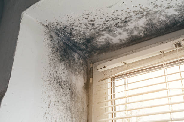 Affordable Mold Cleanup solutions in Honor, MI