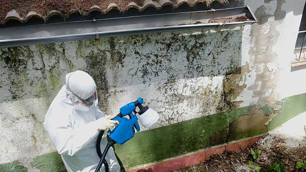 Trusted Commercial Mold Remediation service in Honor, MI - Cheap Mold Removal
